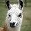 littlelama